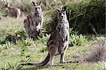 Australian Grey Kangaroo in the Tidbinbilla Nature Reserve, Canberra