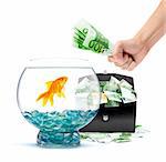 Goldfish in aquarium with money on a white background