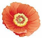 beautiful red poppy flower in a white background