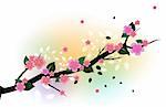 drawing of a branch of beautiful sakura flower, drawing of a branch of beautiful sakura flower
