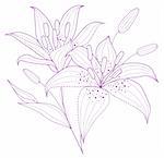drawing of purple flower in a white background