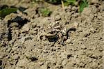 Frog with camouflage colors on the ground