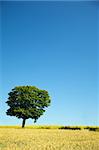 field and lonely tree, cloudless sky in background