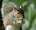 Portrait of a Grey Squirrel