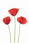 Three poppies isolated on white background.