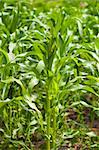 Green corn plantation . Close - up .