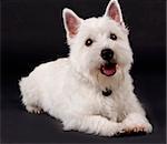 West Highland White Terrier seatedn on a black background