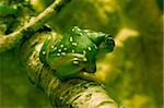 Green tree frog sitting on branch