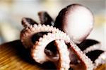 Macro picture of a octopus.