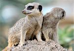 Suricata, small carnivorous mammals, a pair of observers around the hole in the zoo.