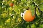 orange fruit on tree before harvest in mediterranean Valencia Spain
