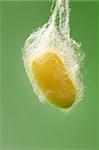 cocoon of silkworm hanging on silk worm net green background