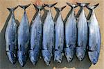 Auxis thazard fish in a row frigate tuna sport fishing catch