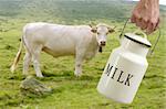 Milk pot urn on farmer hand with cow in meadow background