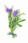 Lavender herb flower posy, isolated over white background.