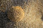 sand background with seaweed posidonia