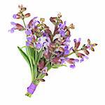 Sage herb flower posy tied with a purple ribbon isolated over white background. Salvia.