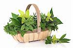 Fresh herb leaf selection in a rustic wooden basket including, rosemary, purple and variegated sage, oregano and bay leaves, isolated over white background.