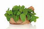 Lemon balm herb leaf sprigs in an olive wood mortar with pestle isolated over white background. Melissa Officinalis.