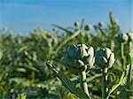 Two artichokes among the rest. Focus on the foreground.