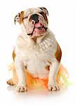 adorable english bulldog dressed up wearing shirt and fancy jewellry with reflection on white background