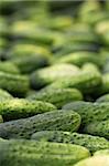 Close up of fresh organic cucumbers. Shallow DOF