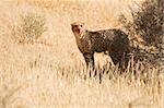 Cheetah with blood on face standing underneath shrubs