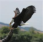 A Bald Eagle landing on a falconers glove