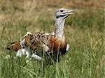 Portrait of a rare Great Bustard