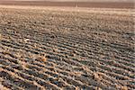 Plowed, brown soil of an agricultural field