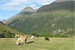 Horses grazing on green alpine fields