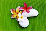 various colour of Plumeria flowers with white stone on green leaf