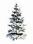 Nice tree fir on white background