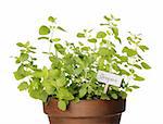 Potted Oregano herb with a sign
