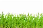 Green lawn isolated on white background