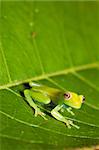 frog amphibian treefrog rainforest green leaf tropical copy space background