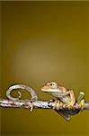 Grenouille amphibiens rainette rainforest branche copie espace fond