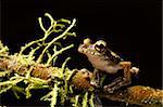 Osteocephalus leprieurii tree frog in the bolivian rain forest sitting between moss on a twig