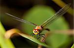 dragonfly close up big eyes beautiful animal wings diagonal background with copy space