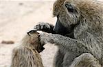 Baboon - Tarangire National Park - Wildlife Reserve in Tanzania, Africa