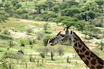 Giraffe - Tarangire National Park - Wildlife Reserve in Tanzania, Africa