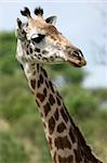 Giraffe - Tarangire National Park - Wildlife Reserve in Tanzania, Africa