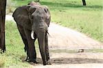 Elephant - Tarangire National Park - Wildlife Reserve in Tanzania, Africa