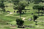 Tarangire National Park - Wildlife Reserve in Tanzania, Africa