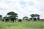 Elephants - Tarangire National Park - Wildlife Reserve in Tanzania, Africa