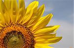 Sunny sunflowers against the sky in hot summer