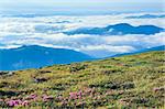 Pink rhododendron flowers on summer mourning cloudy mountainside (Ukraine, Carpathian Mountains)