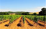 Hill Of Toscana With Vineyard In The Chianti Region