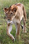 Lion - Maasai Mara National Park in Kenya, Africa