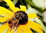 hoverfly on yellow flower